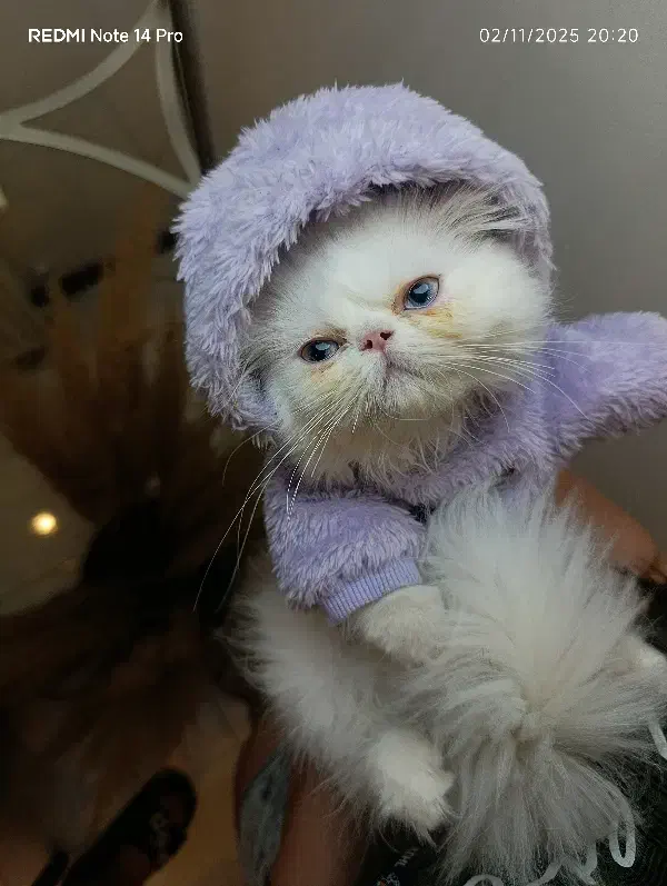 توله گربه پرشین|گربه|کرج, مهرویلا جنوبی|دیوار