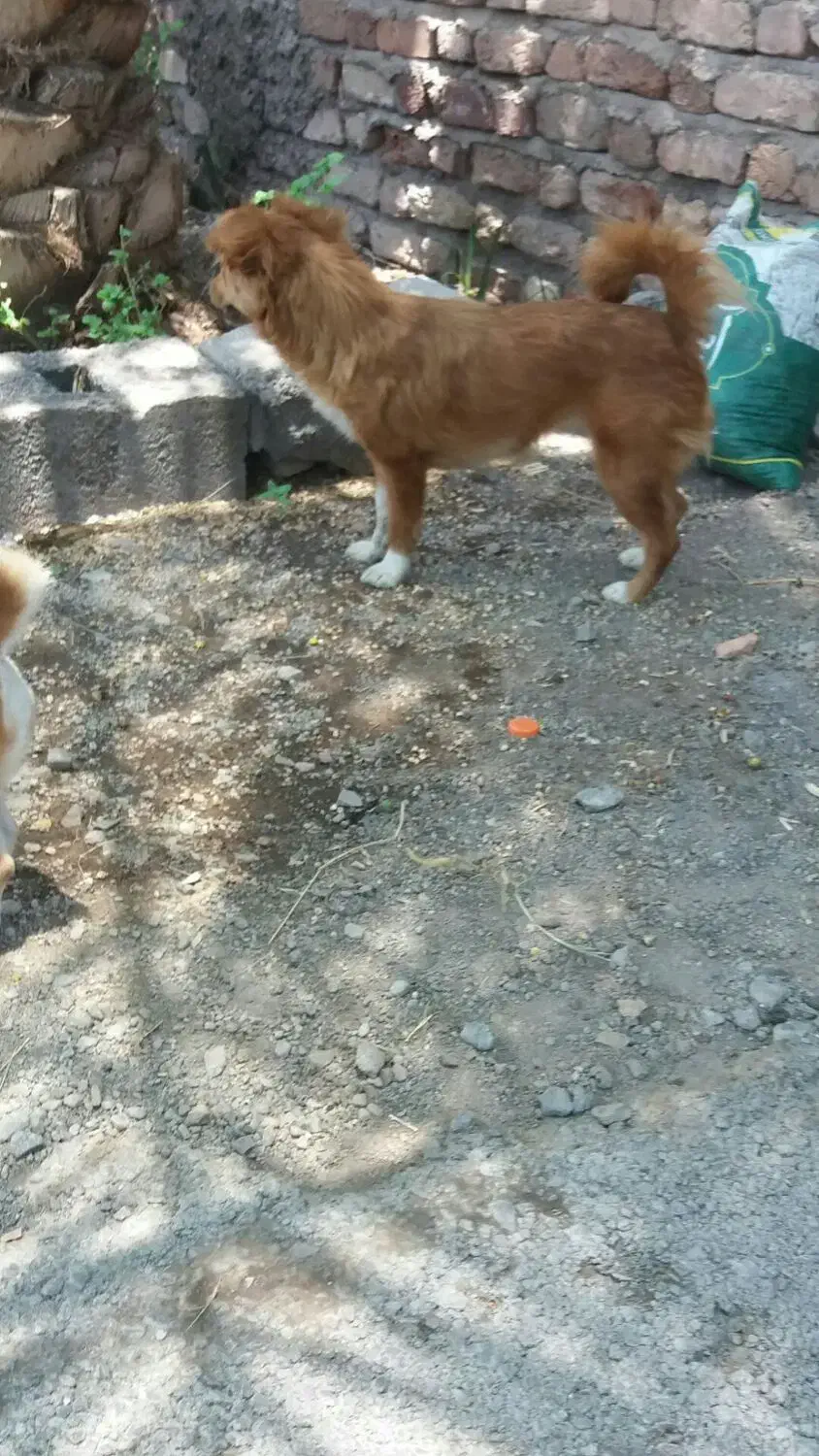 سگ پامر|سگ|بم, |دیوار