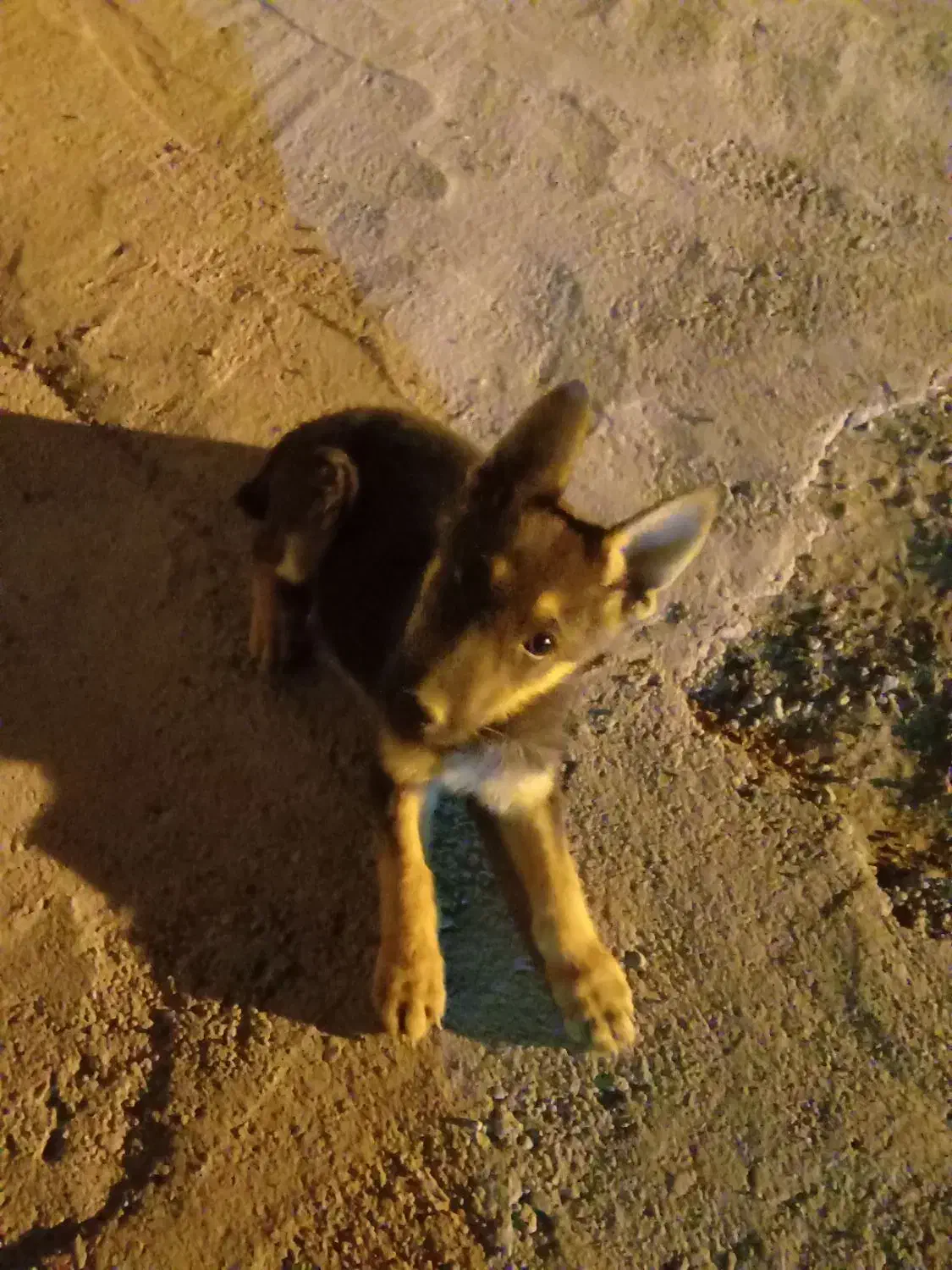 سگ ژرمن نر سه ماهه|سگ|سبزوار, اسلام آباد|دیوار