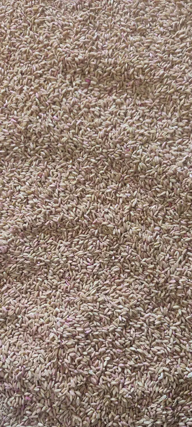 گندم بذری اصلاح شده دیم|عمده‌فروشی|فامنین, |دیوار