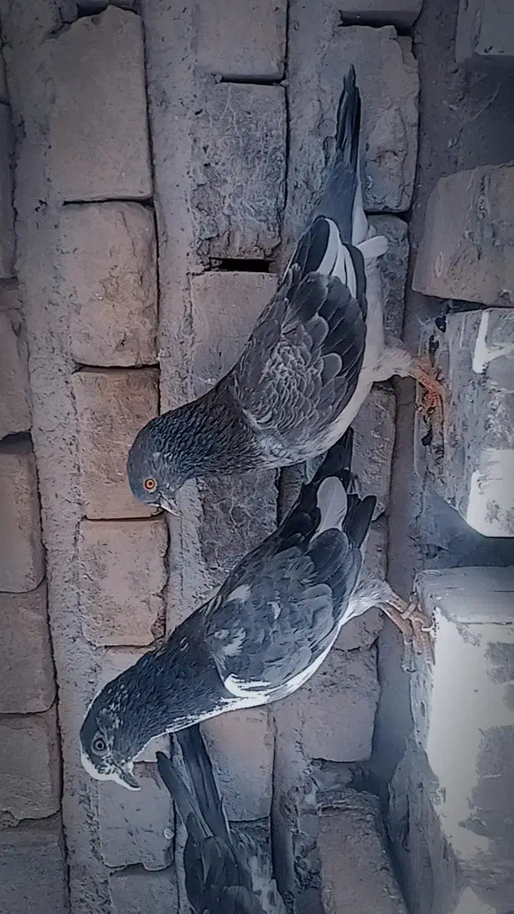 کبوتر پرشی|پرنده|ایرانشهر, |دیوار