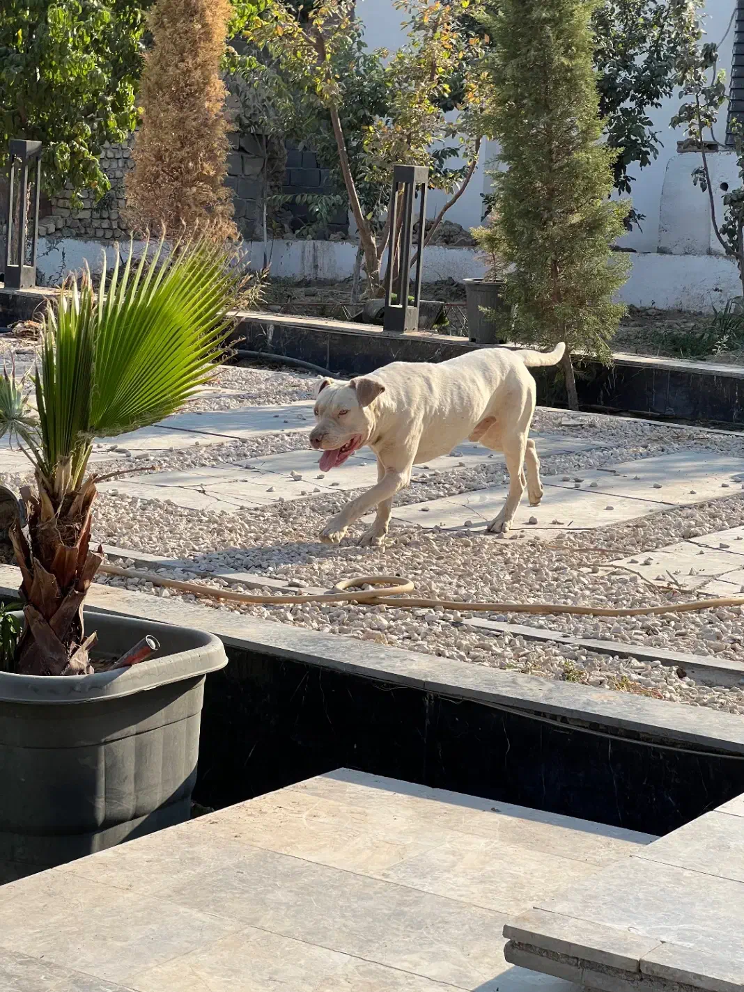 پیتبول فقط جهت کشش|سگ|شهریار, ابراهیمآباد|دیوار