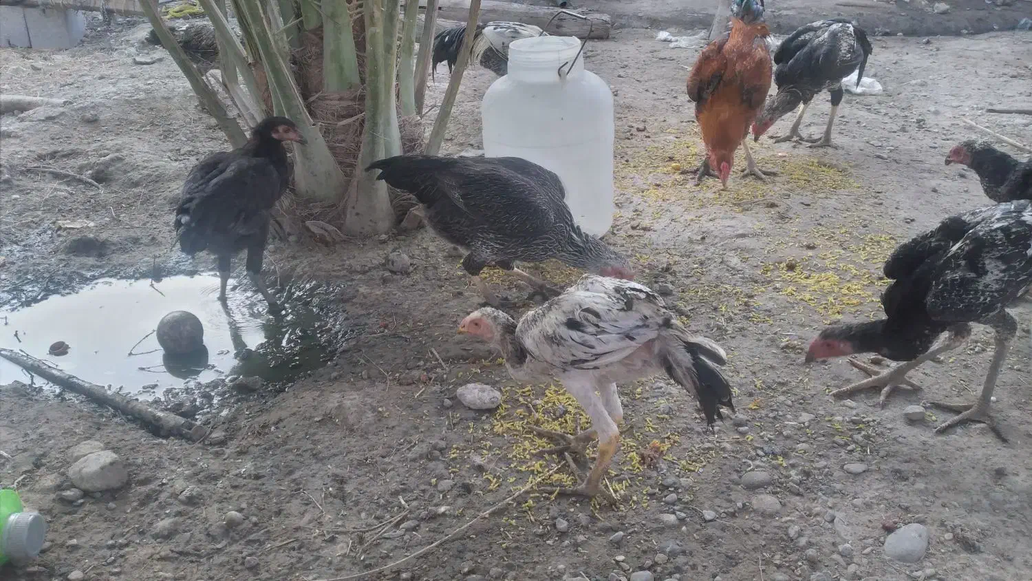 مرغ وخروس|حیوانات مزرعه|میناب, |دیوار