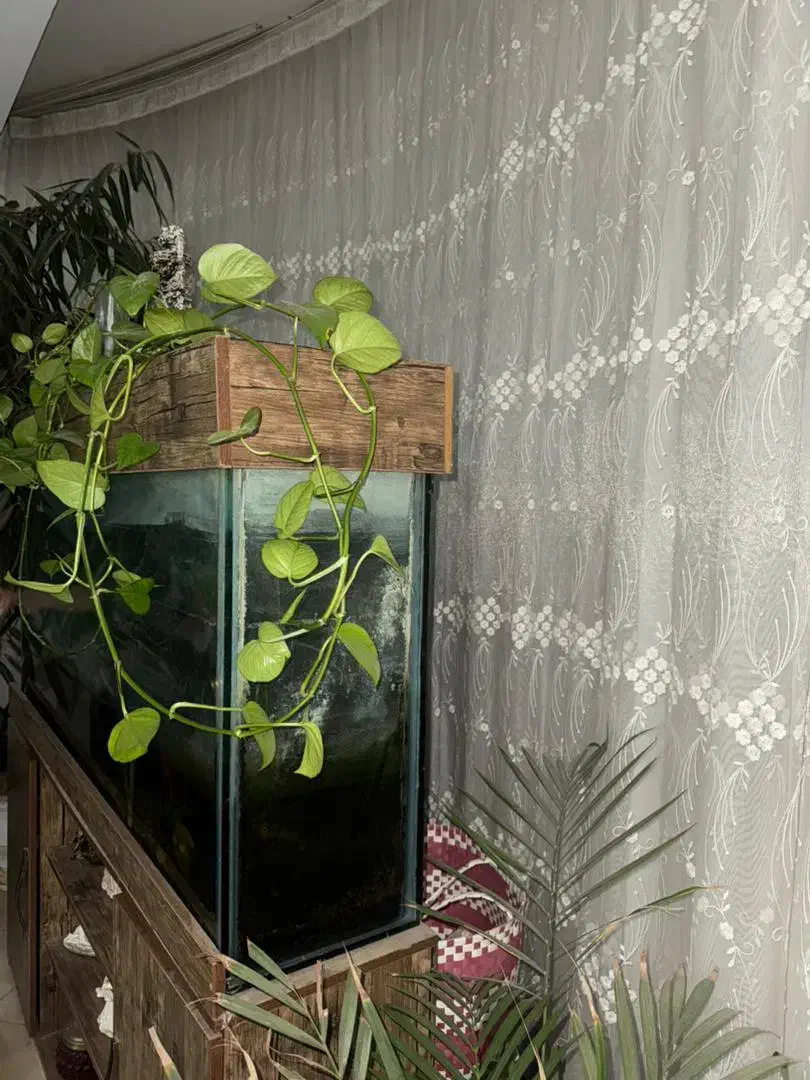 آکواریوم|ماهی|کرج, کوی امامیه|دیوار