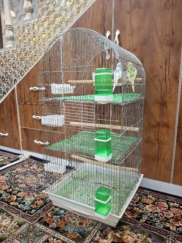 یک جفت مرغ عشق مولد با قفس بزرگ طبقه بندی شده|پرنده|آبادان, |دیوار