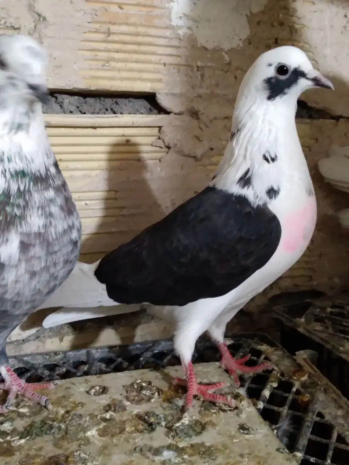 کبوتر پرشی|پرنده|خوی, |دیوار