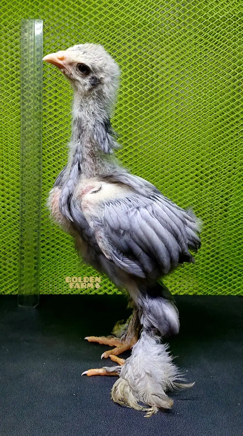 جوجه برهما 1ماهه|حیوانات مزرعه|هشتگرد, شهرک ولیعصر (مصلی)|دیوار