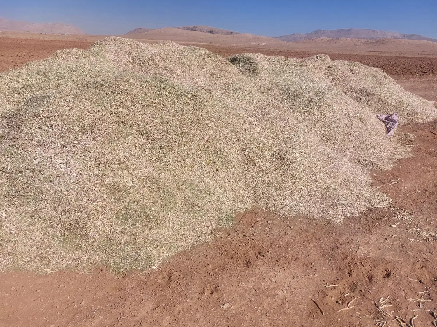 مقدار ۱۰تن کاه لوبیا|حیوانات مزرعه|سده (فارس), |دیوار