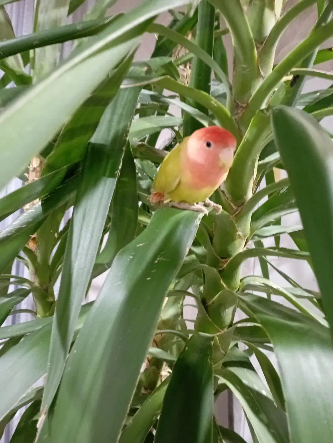 طوطی برزیلی زرنگ|پرنده|قدس, شهر‌قدس|دیوار