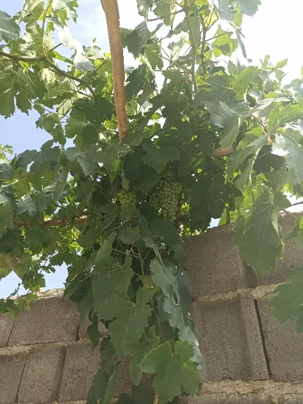 زمین چهارصد پنج متری|فروش زمین و ملک کلنگی|شوشتر, |دیوار