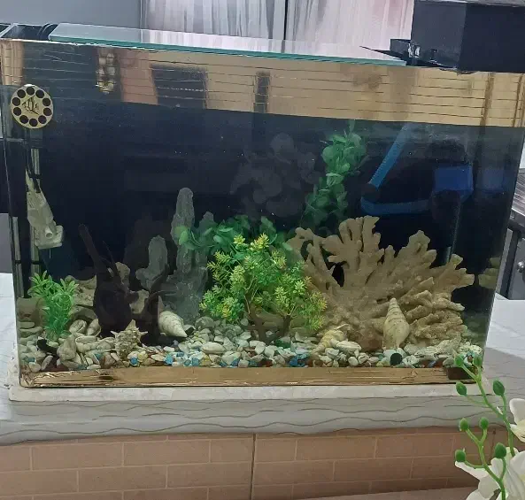 آکواریوم|ماهی|کرمانشاه, |دیوار