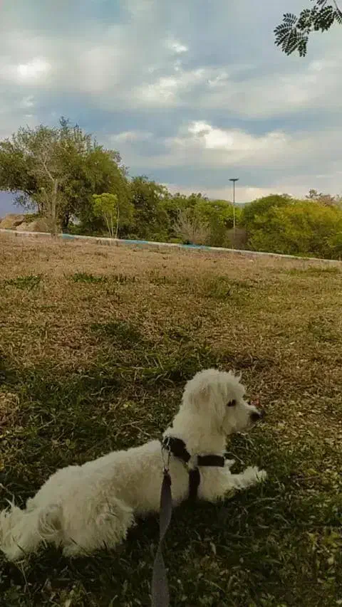 سگ گمشده|سگ|بوستان, |دیوار