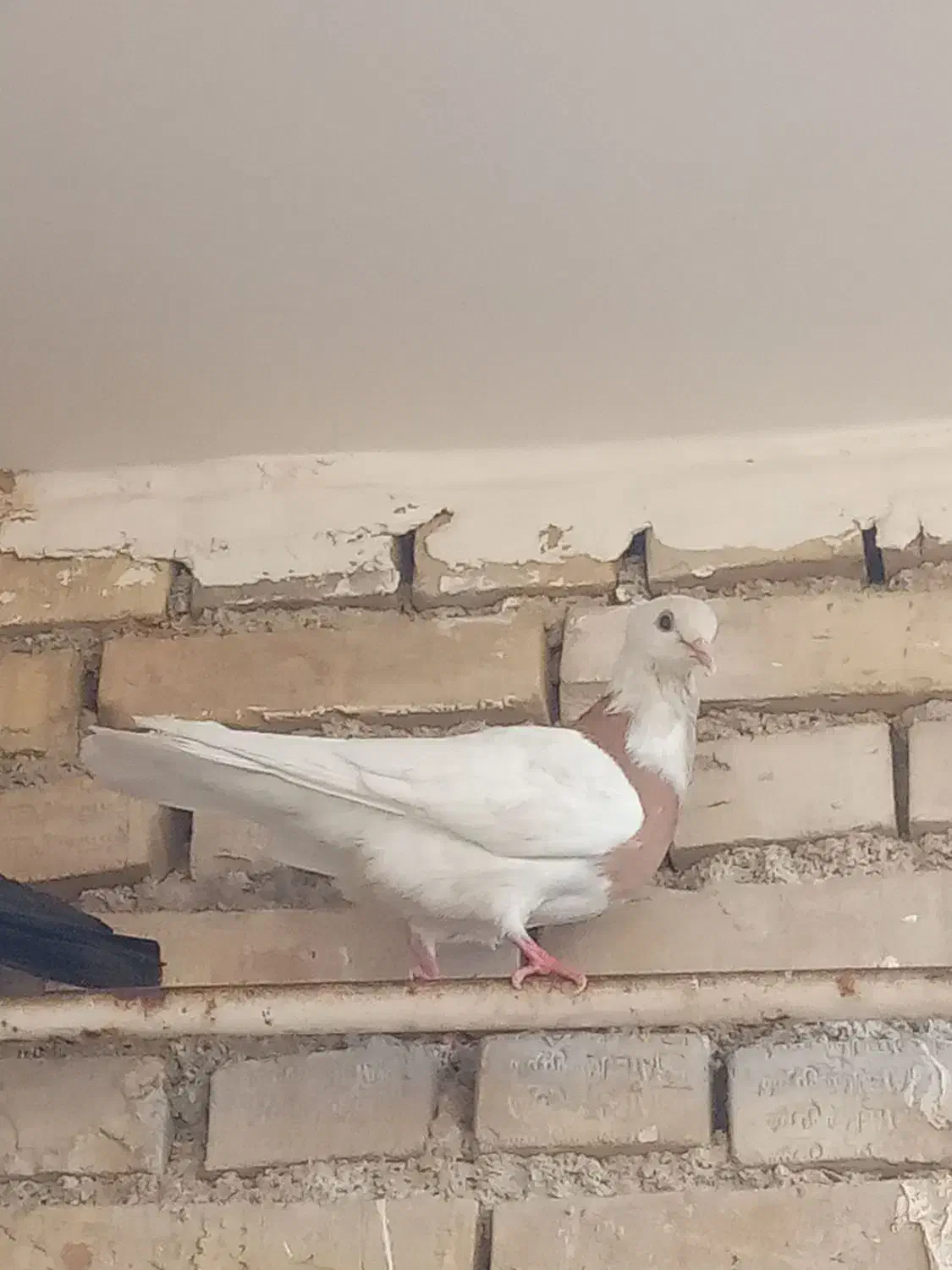 اهواز کوت|پرنده|کارون, |دیوار