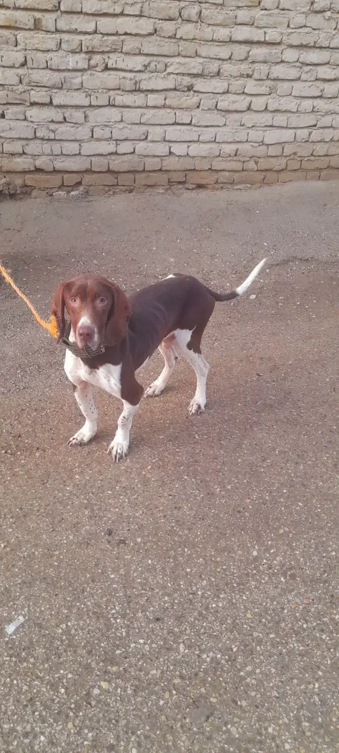 سگ دنبلانی حرفه ای|سگ|مینودشت, |دیوار