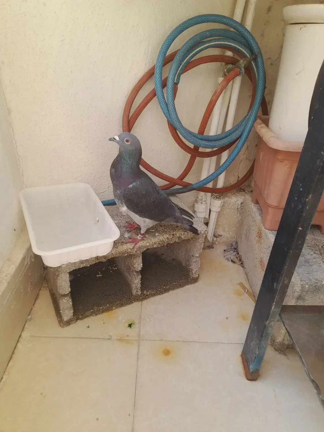 معاوضه  کبوتر سبز پلاکی کیلومتری با قناری|پرنده|برازجان, |دیوار