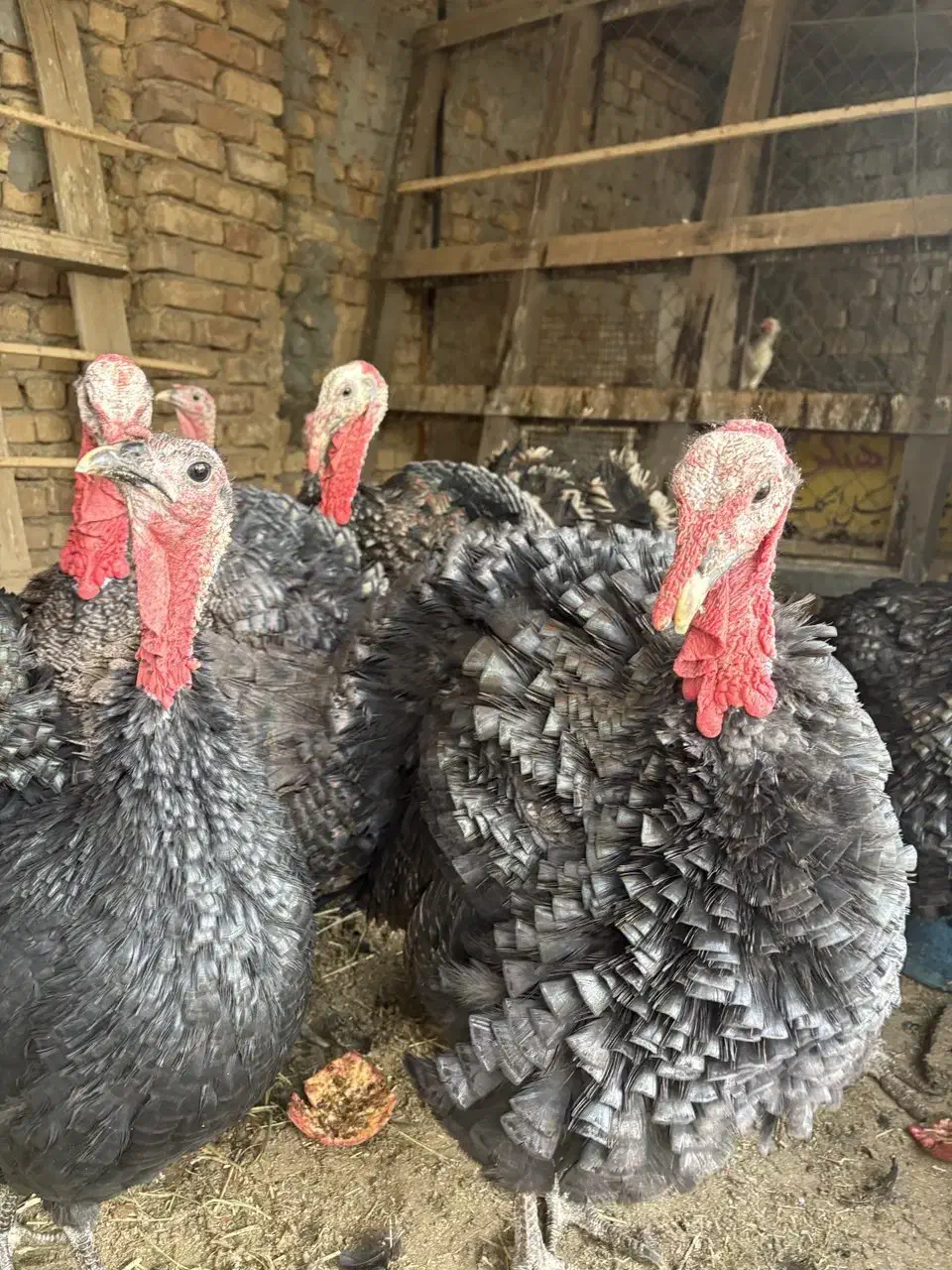 بوقلمون برنز محلی جوان|حیوانات مزرعه|ساوه, |دیوار