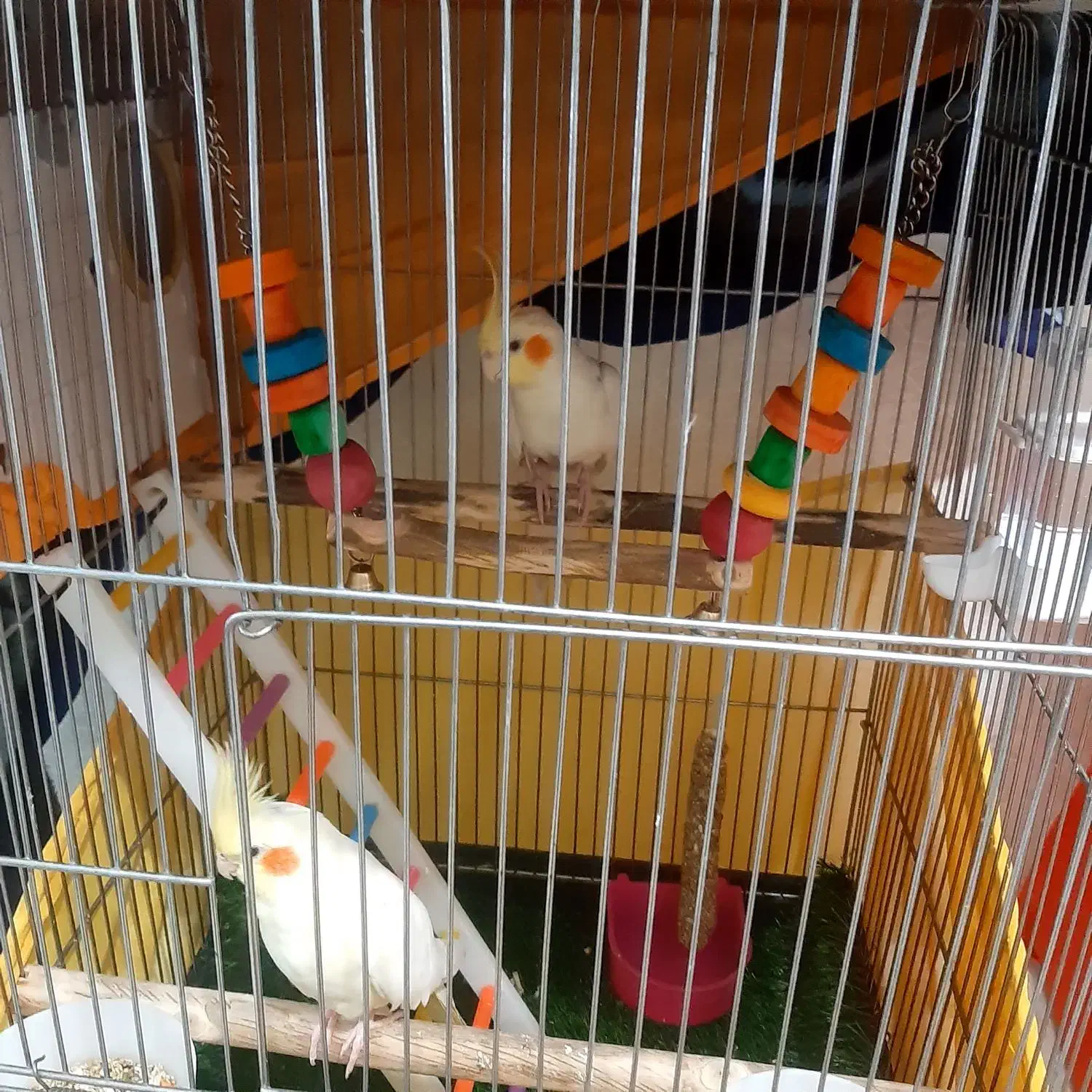 عروس هلندی|پرنده|پرند, فاز ۴|دیوار