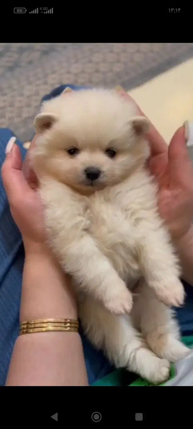 پامر خرسی عروسکی|سگ|رشت, دیانتی|دیوار