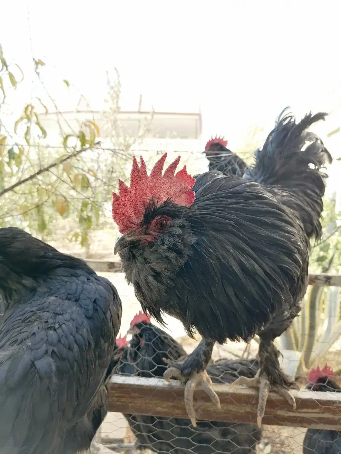 خروس مرندی|حیوانات مزرعه|شیراز, باغشهر اهل بیت|دیوار