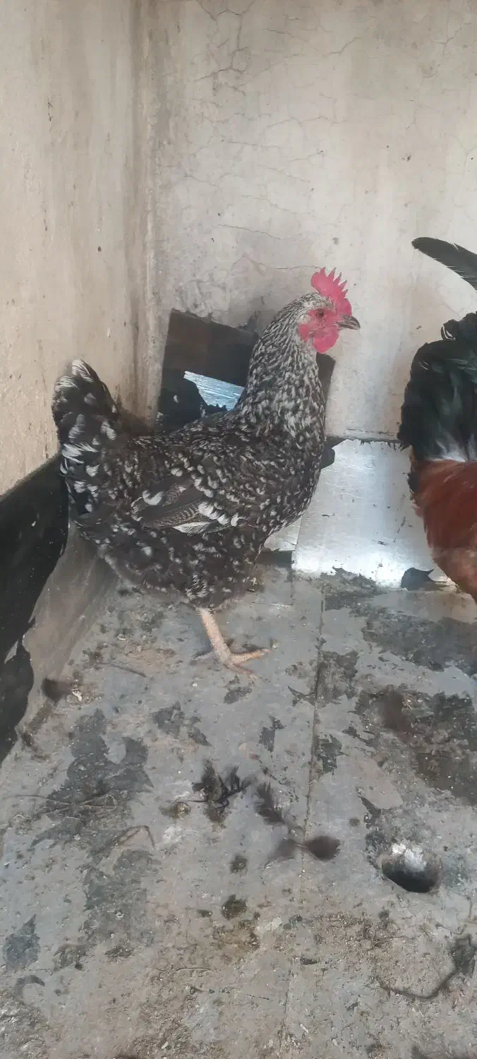 مرغ تخمگذار|حیوانات مزرعه|تهران, بیسیم|دیوار