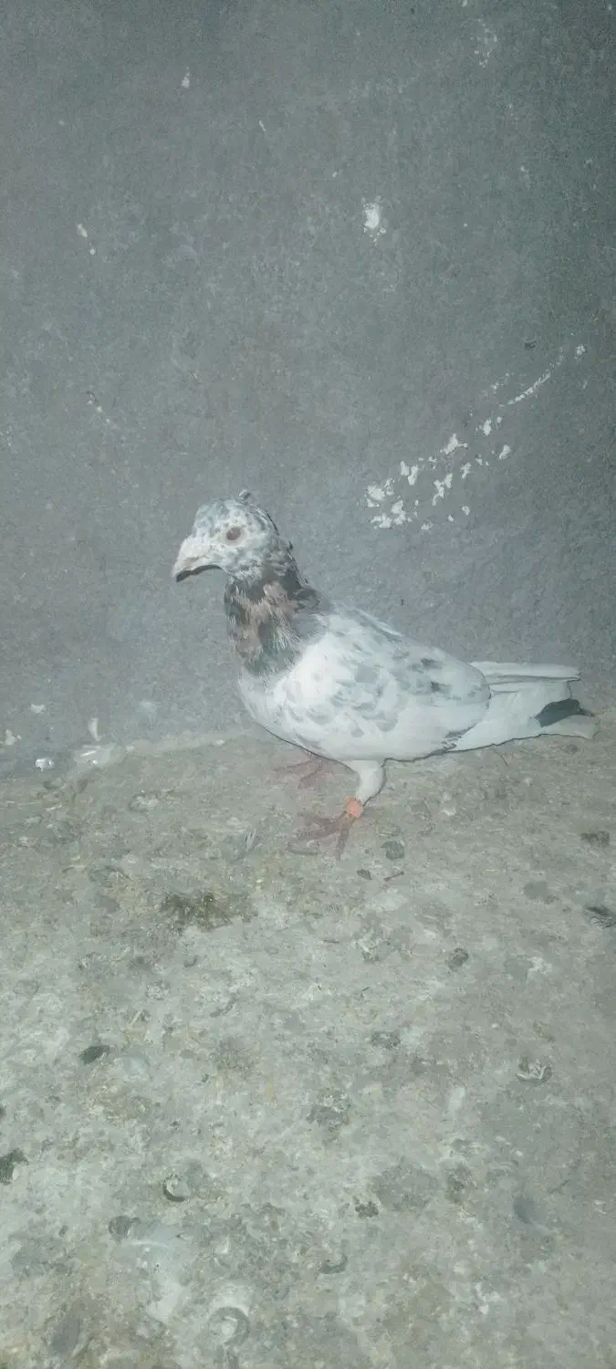 پرنده|پرنده|مشهد, درابد امام|دیوار