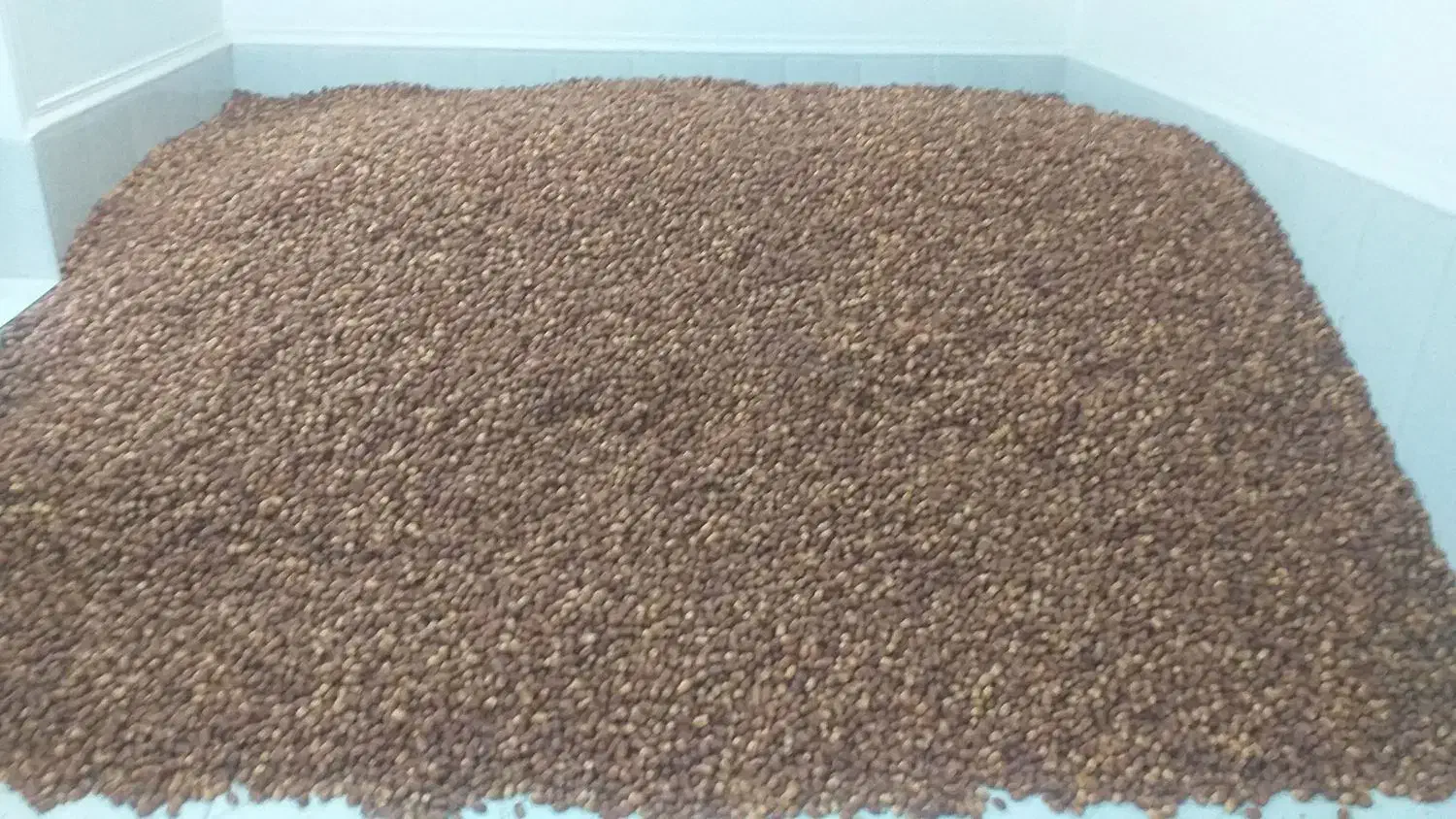 خرما قصب درجه یک|عمده‌فروشی|لار, |دیوار