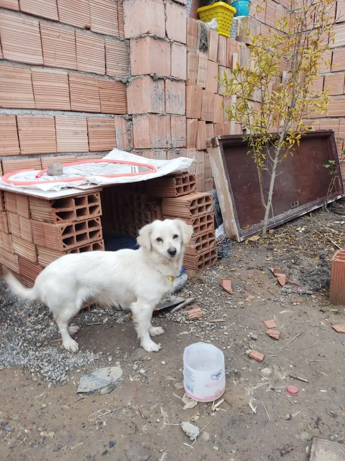 حرف گوش کن|سگ|مزرعه کتول, |دیوار