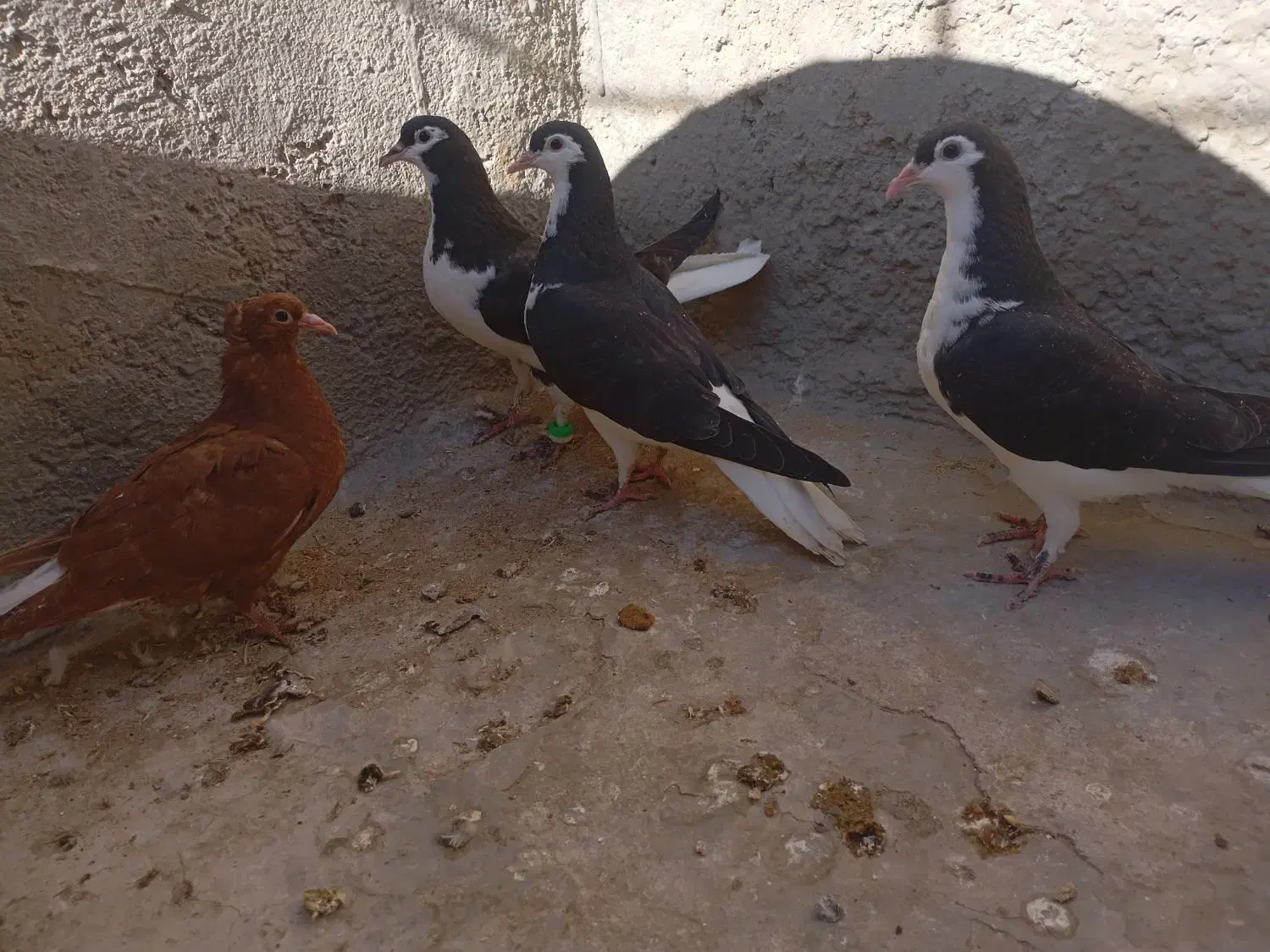 کبوترساده افشون|پرنده|اسفراین, |دیوار