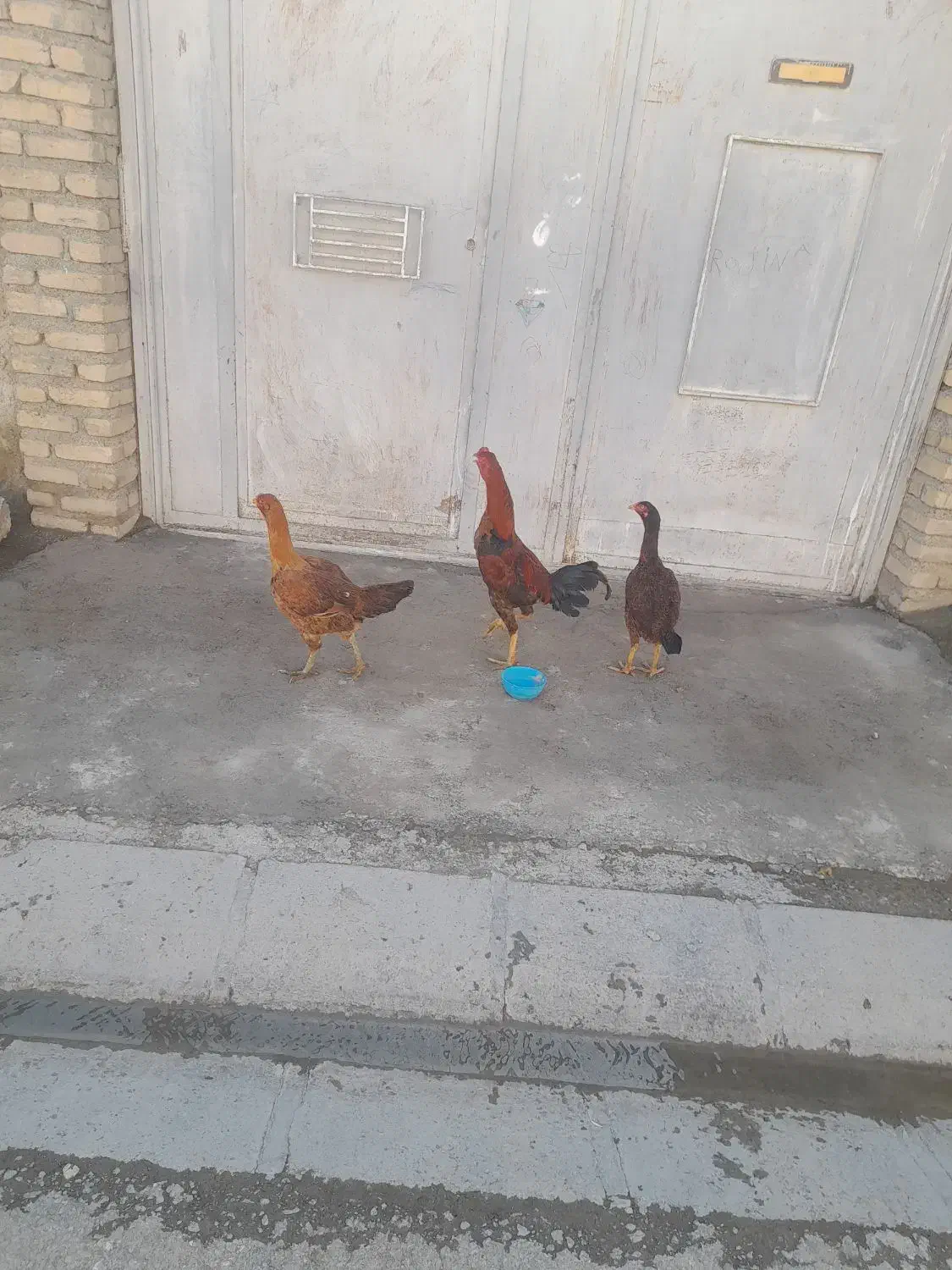 خروس لاری|حیوانات مزرعه|بیلوار, |دیوار