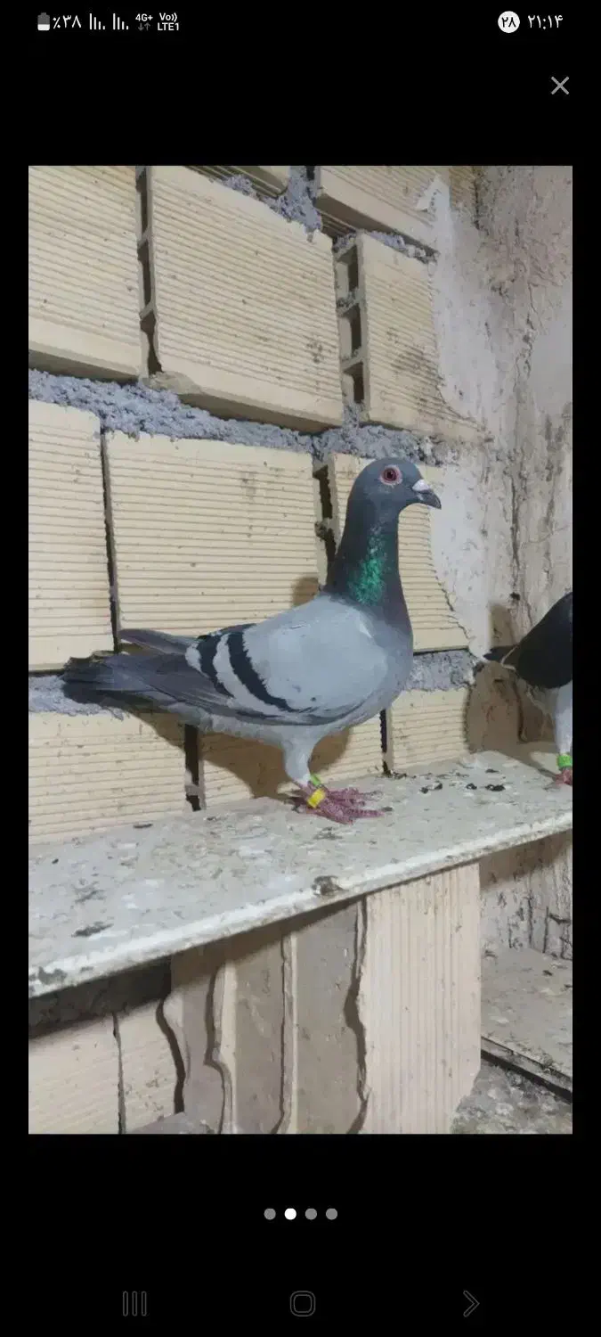 کبوترپلاکی عربستان|پرنده|خورموج, |دیوار