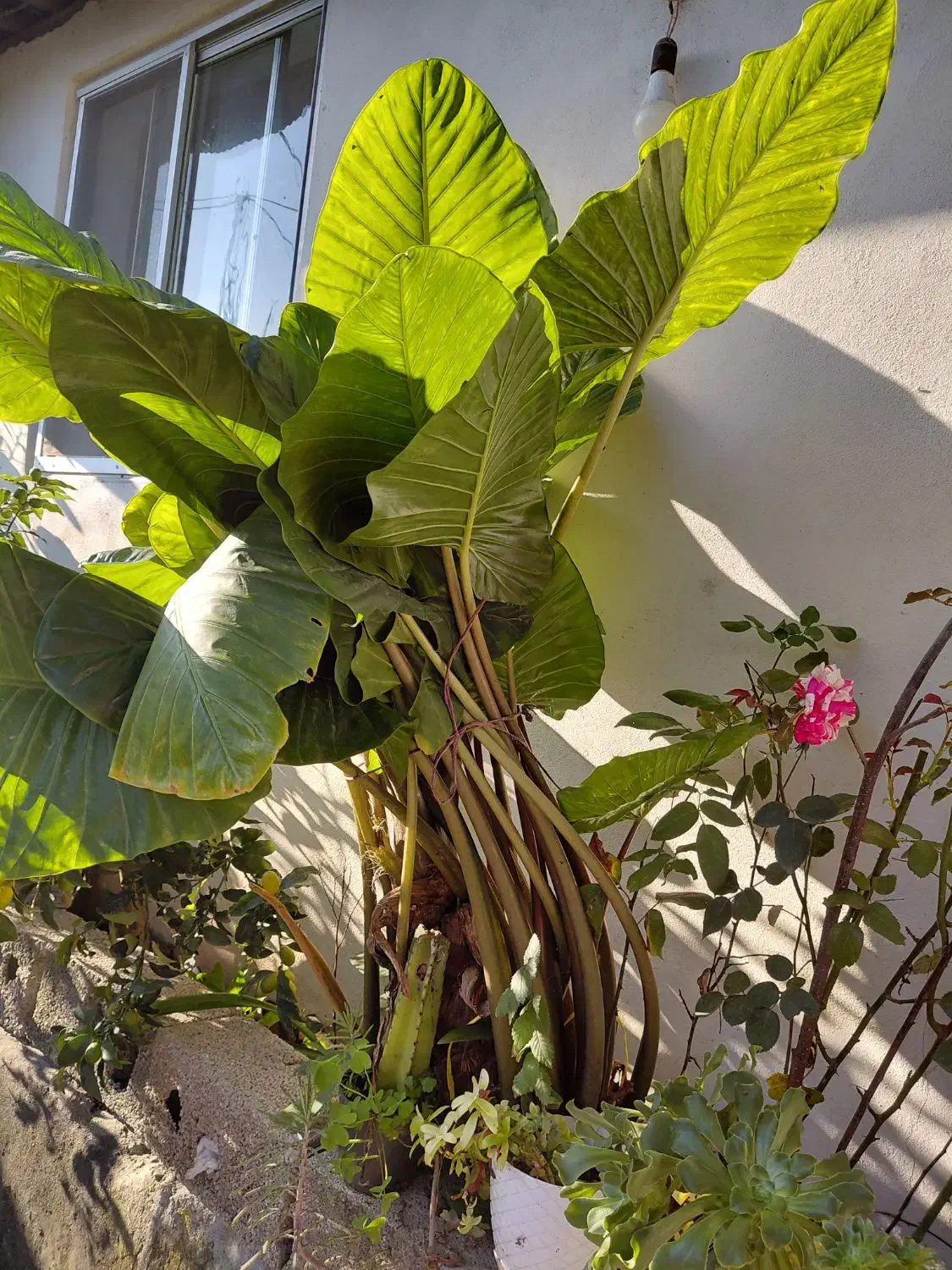 بابا ادم|گل و گیاه طبیعی|واجارگاه, |دیوار