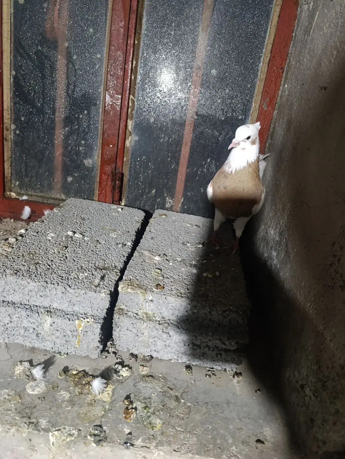 کبوتر طوقی|پرنده|سنندج, |دیوار