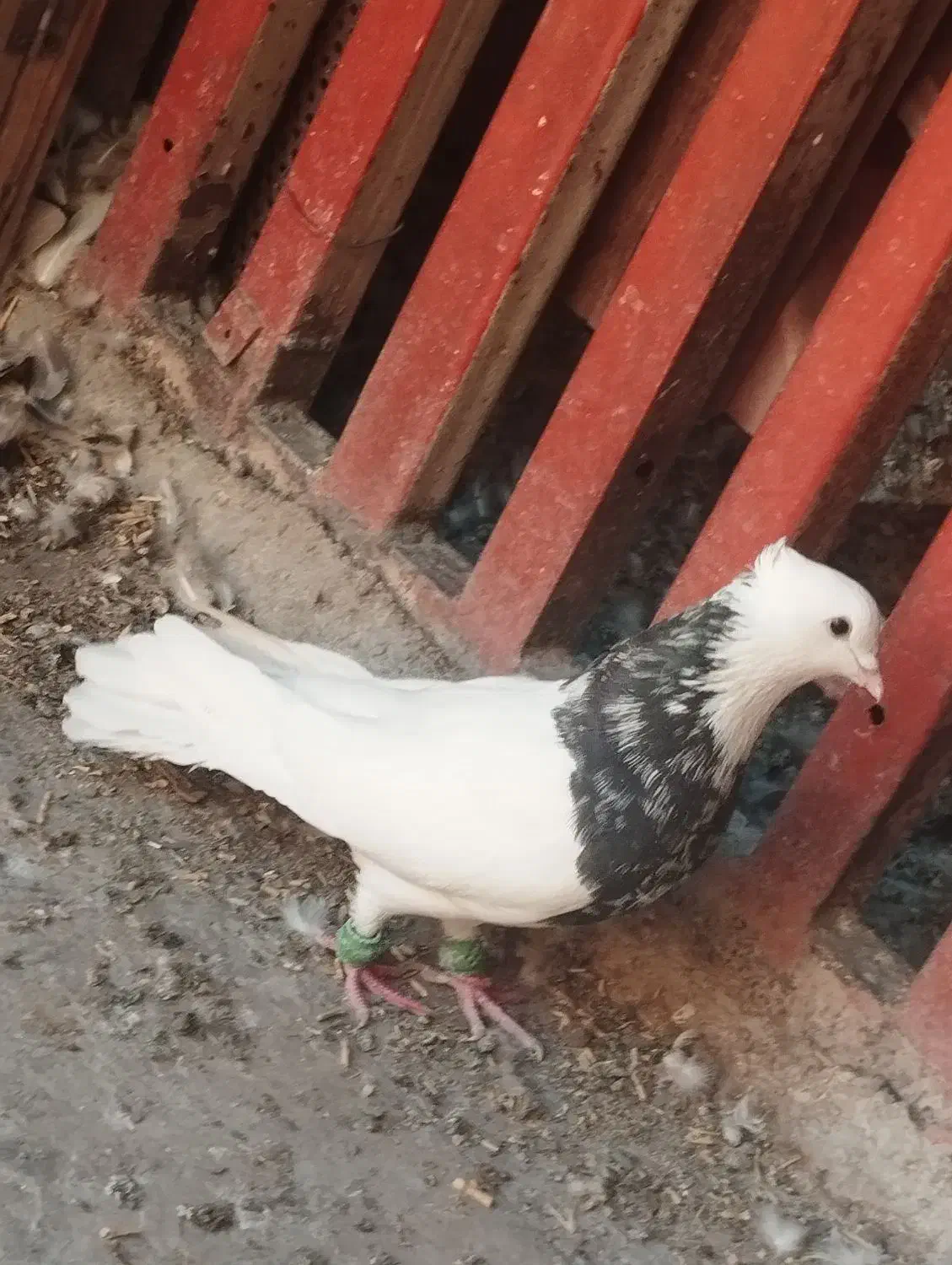 کفتر کبوتر طوقی|پرنده|اهواز, شریعتی جنوبی|دیوار