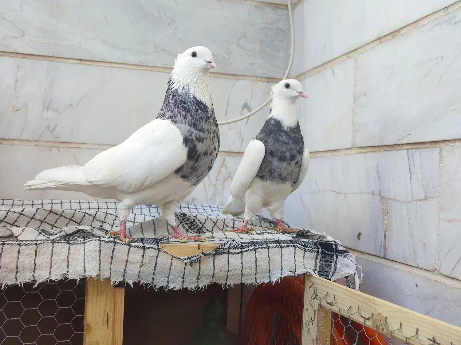 کفتر طوقی الماسی|پرنده|اندیشه, شهرک کوثر|دیوار