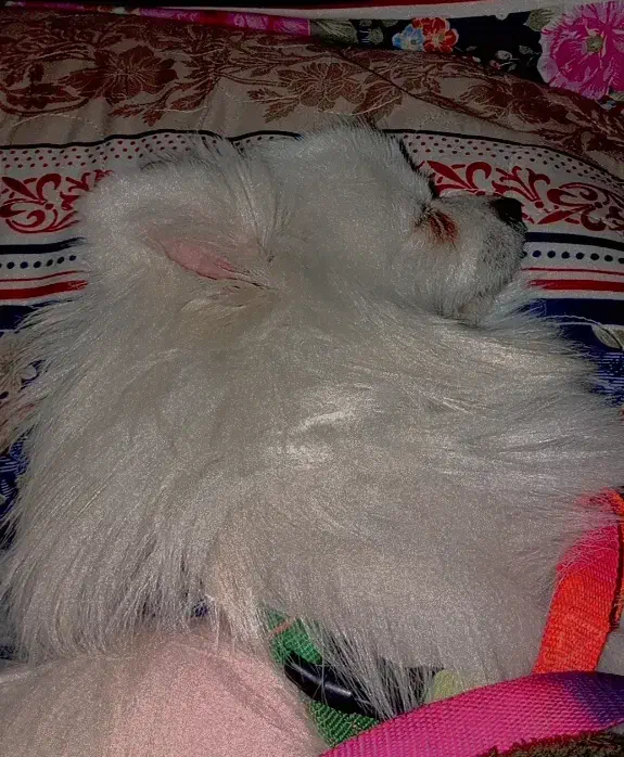 پامر بازیگوش|سگ|محلات, |دیوار