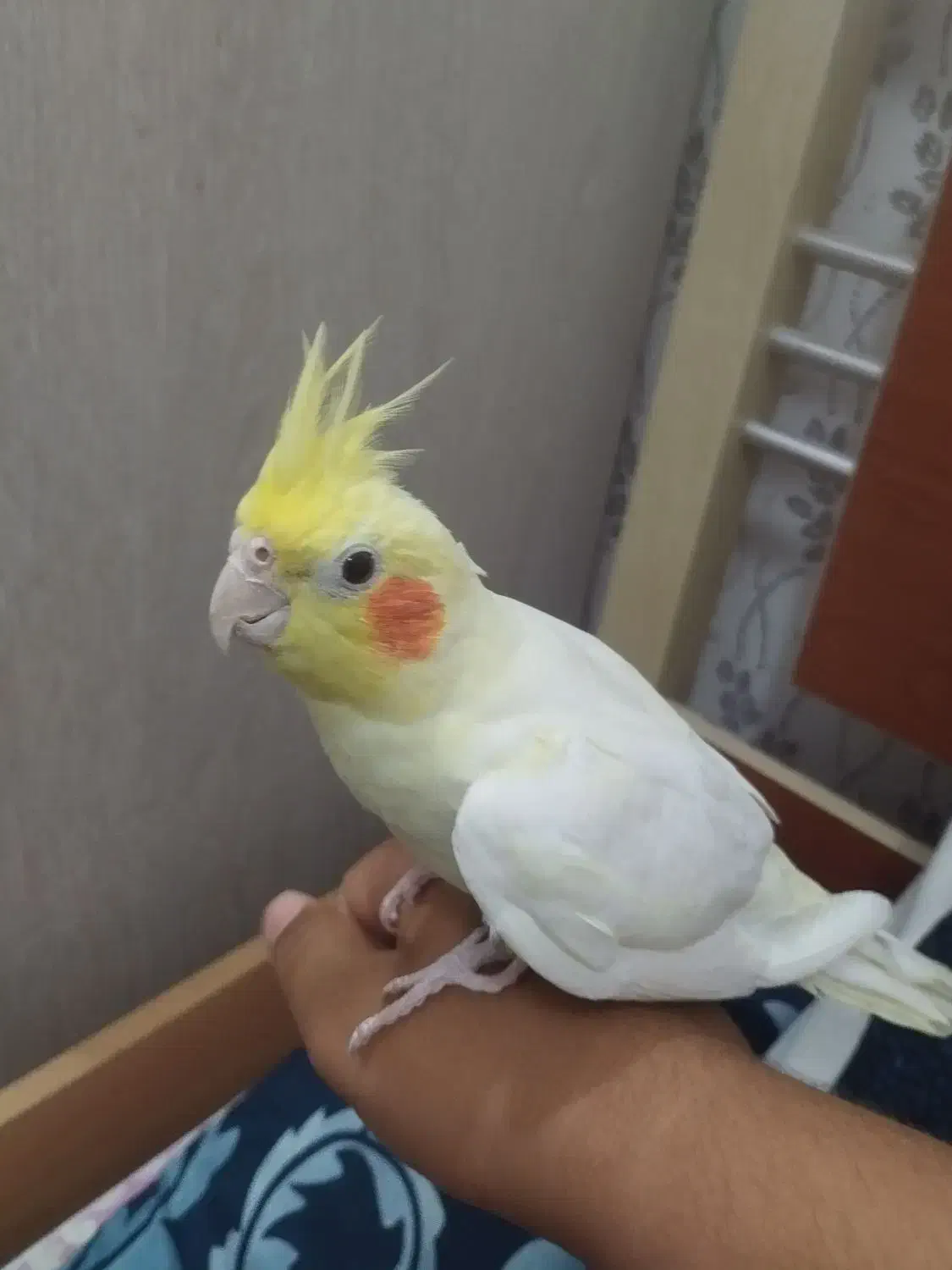 عروس هلندی کاملا سالم و دستی|پرنده|خشت, |دیوار