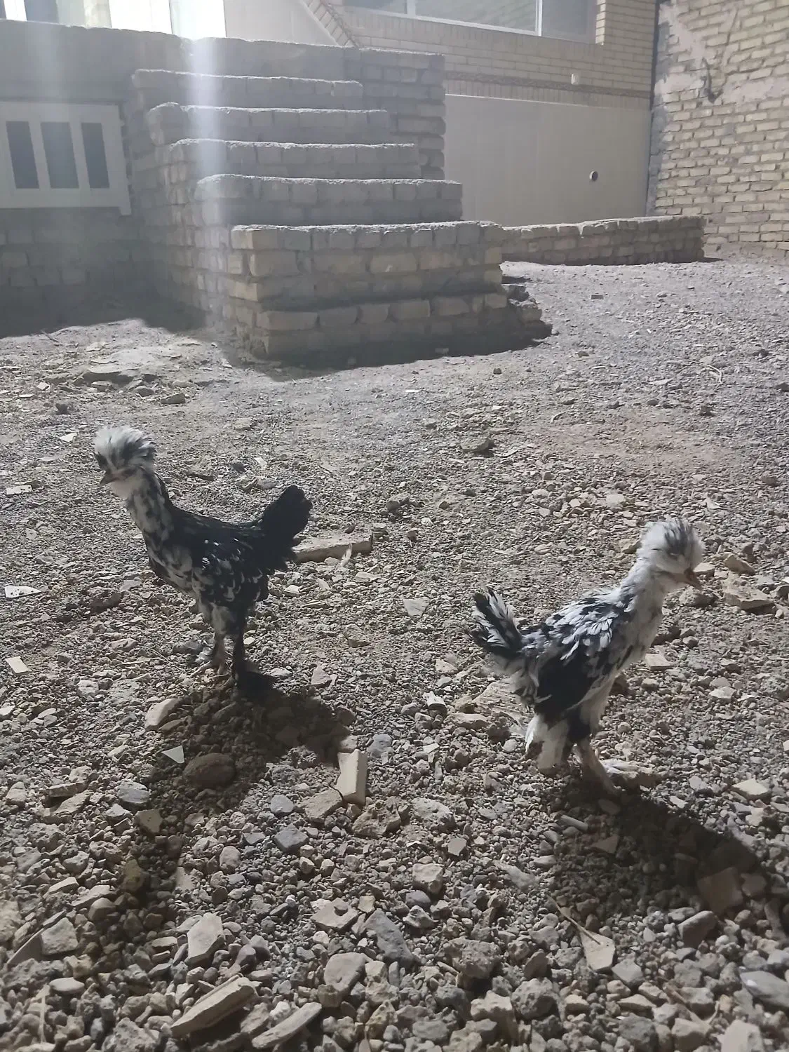جوجه سلطان ۴ماه چوری خروس ۵ماه|حیوانات مزرعه|اردکان, |دیوار