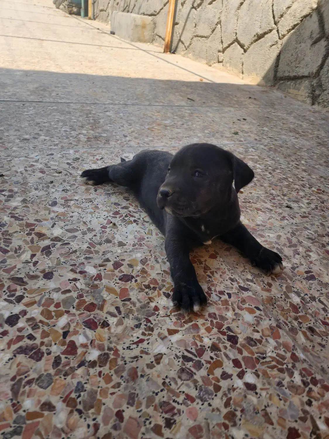 سگ پیت بول|سگ|شیراز, مجتمع شهید پرویزی|دیوار