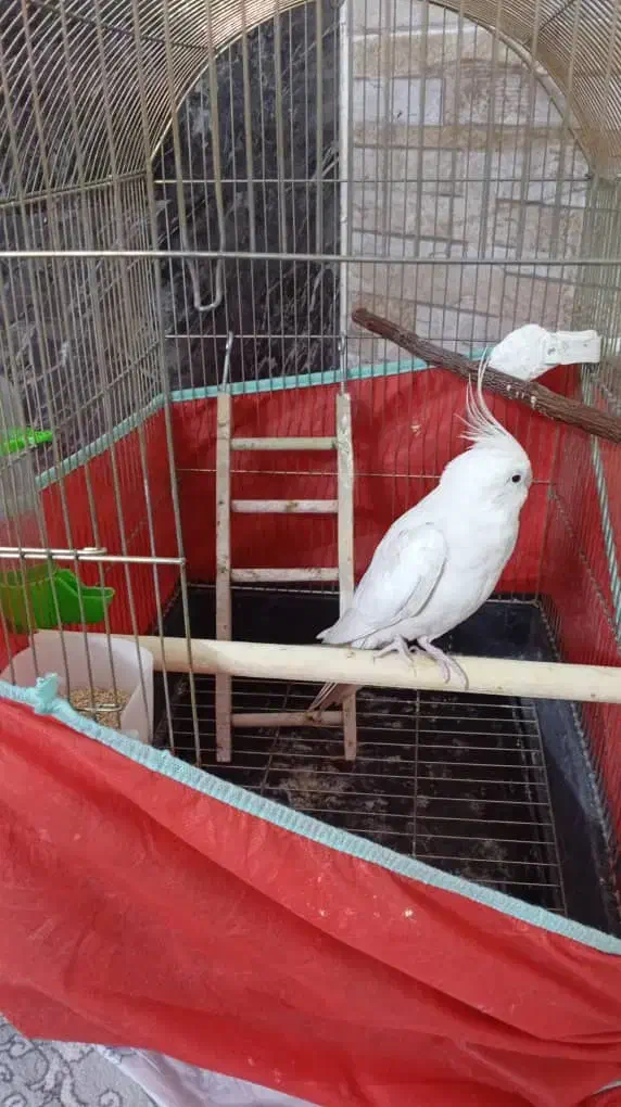 عروس هلندی|پرنده|فردیس, شهرک شهید حسینی|دیوار