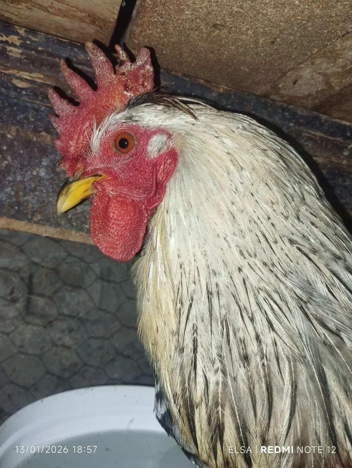 خروس گلین و کبوتر تهرونی|حیوانات مزرعه|اصفهان, جلفا|دیوار