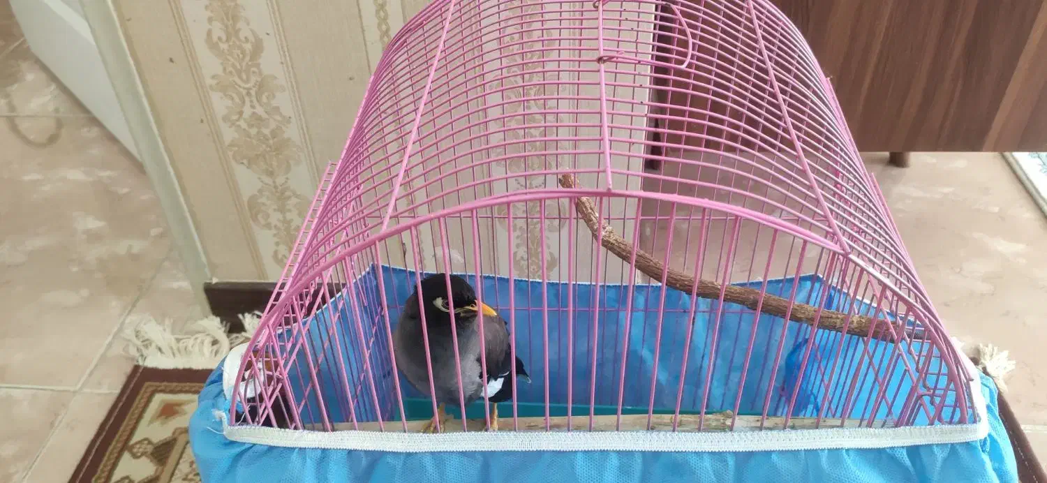 مینا|پرنده|پرند, فاز ۴|دیوار