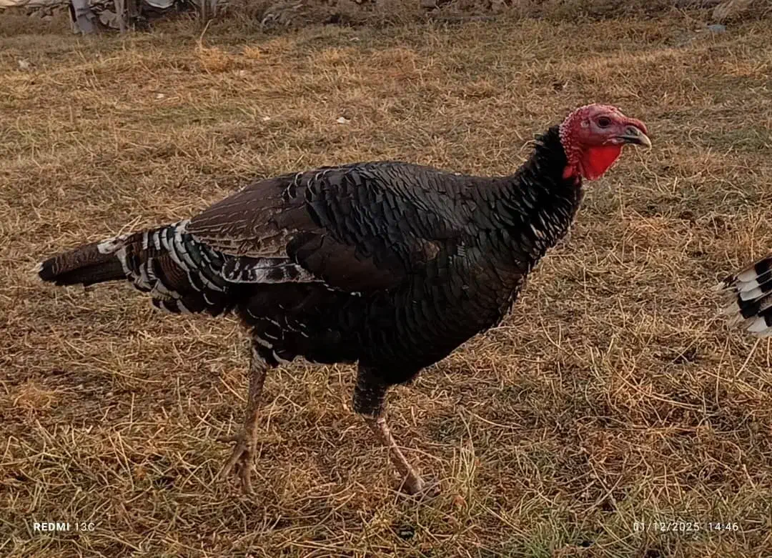 بوقلمون ۱ساله|حیوانات مزرعه|پلدشت, |دیوار