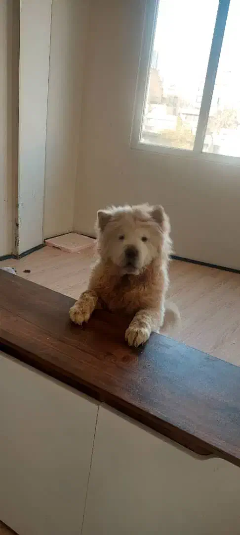 سگ چاوچاو|سگ|تهران, تهرانپارس غربی|دیوار