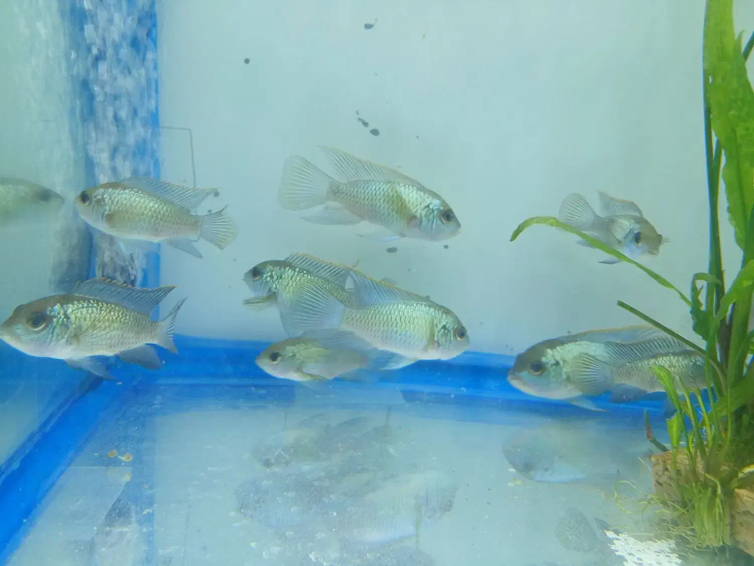 ماهی سچیلاید بلو آکارا و پرت پلار|ماهی|تبریز, |دیوار