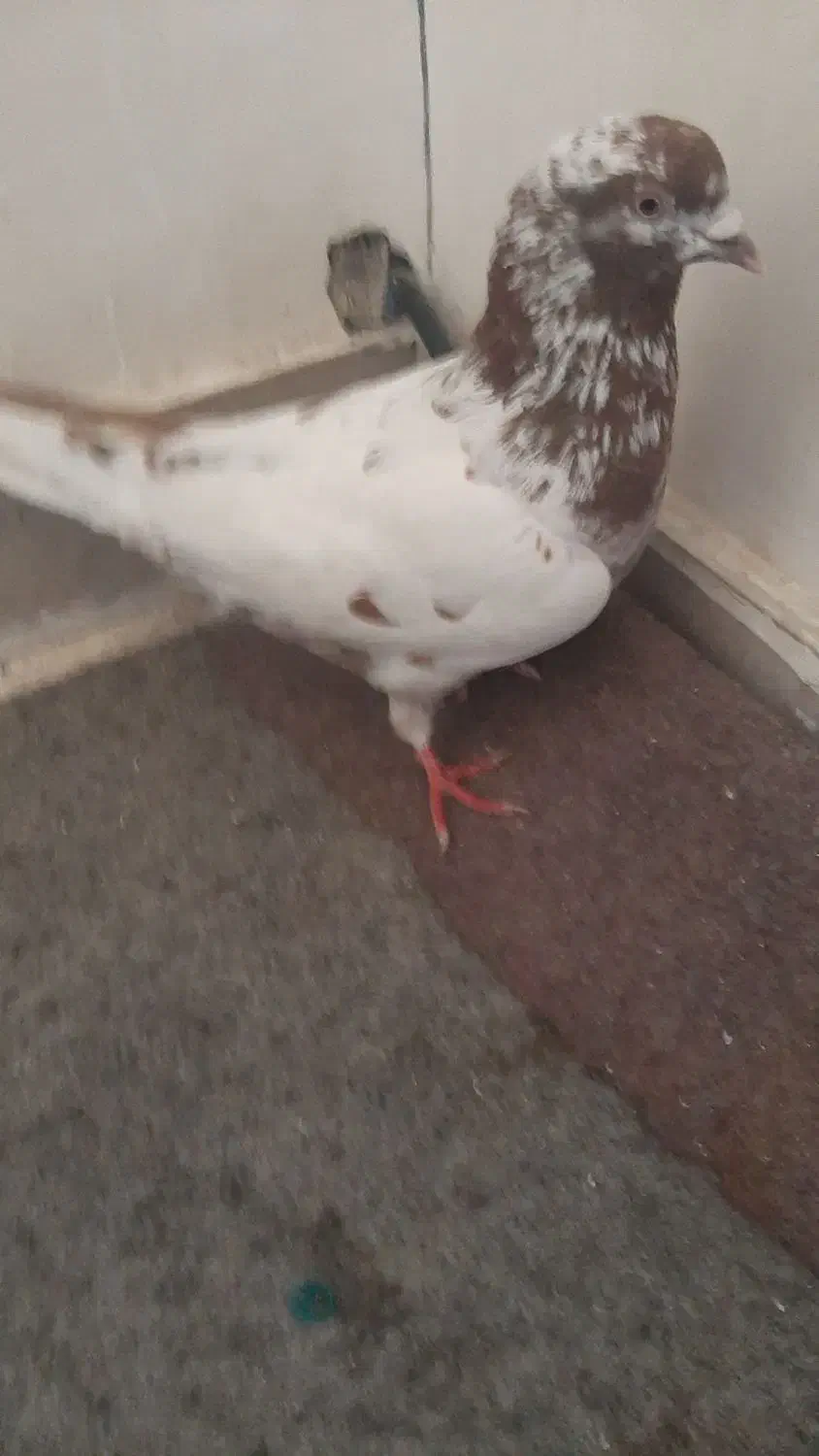 گبوتر|پرنده|تبریز, |دیوار