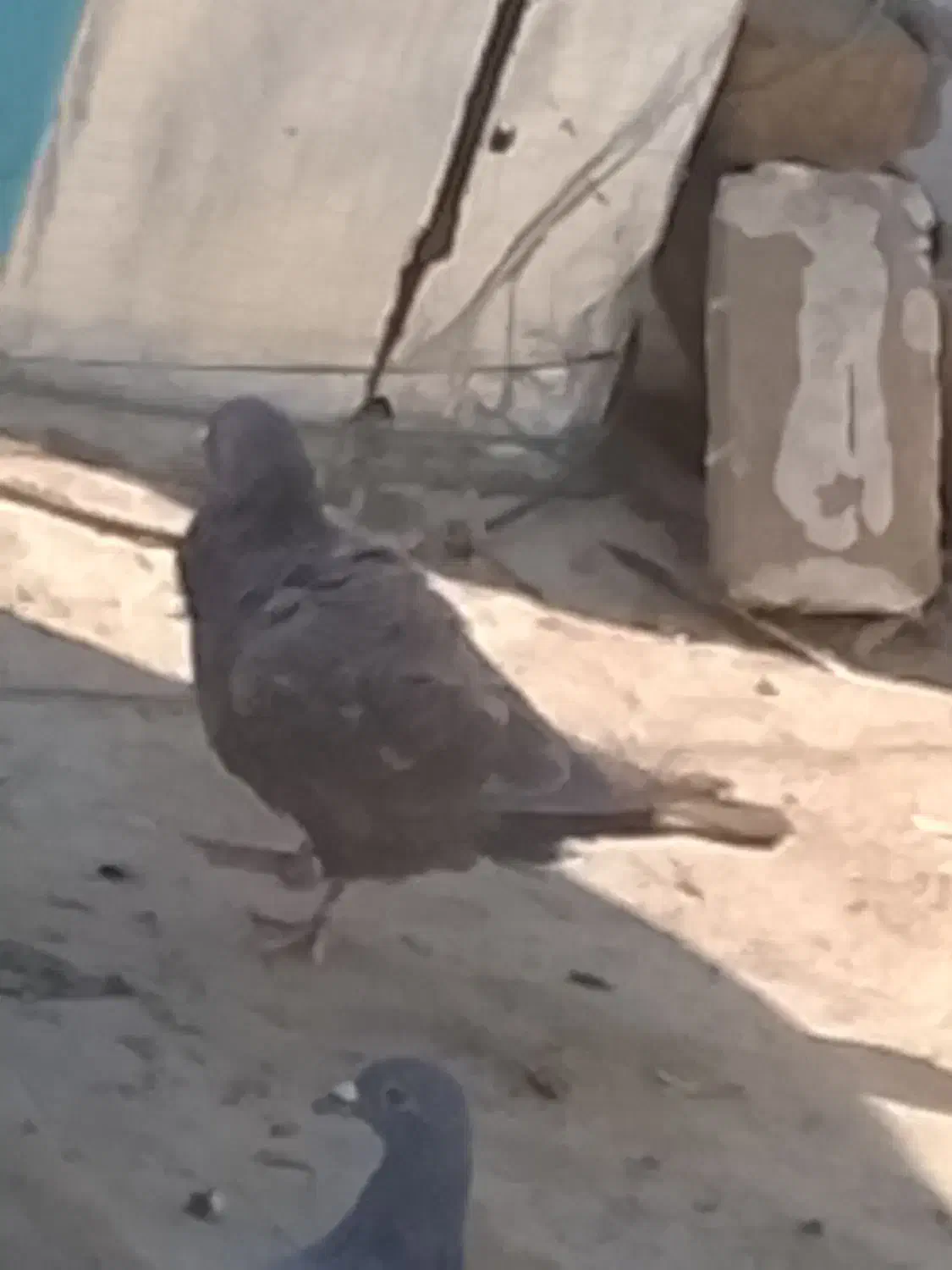 کفتر سرکه ای..معاوضه با کبوتر مگسی المانی|پرنده|آبیک, |دیوار