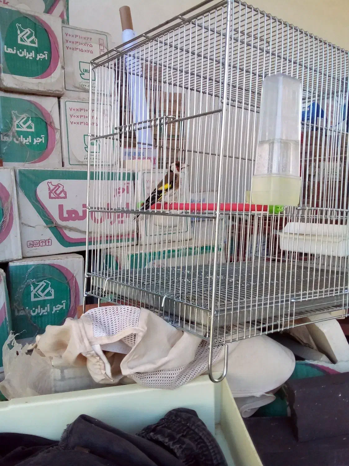 سهره|پرنده|ایلام, |دیوار