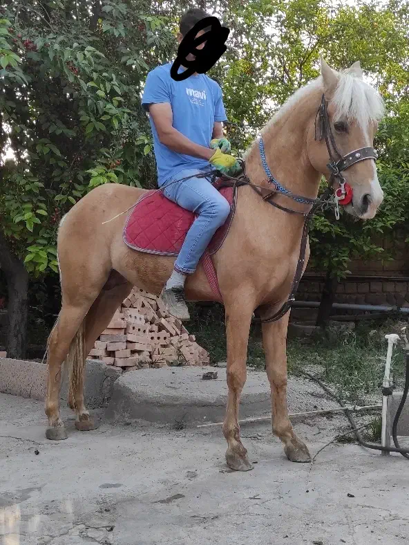 اسب نریان به رنگ سمند یال و دم شسته ۶ساله|اسب و تجهیزات اسب‌سواری|هشترود, |دیوار