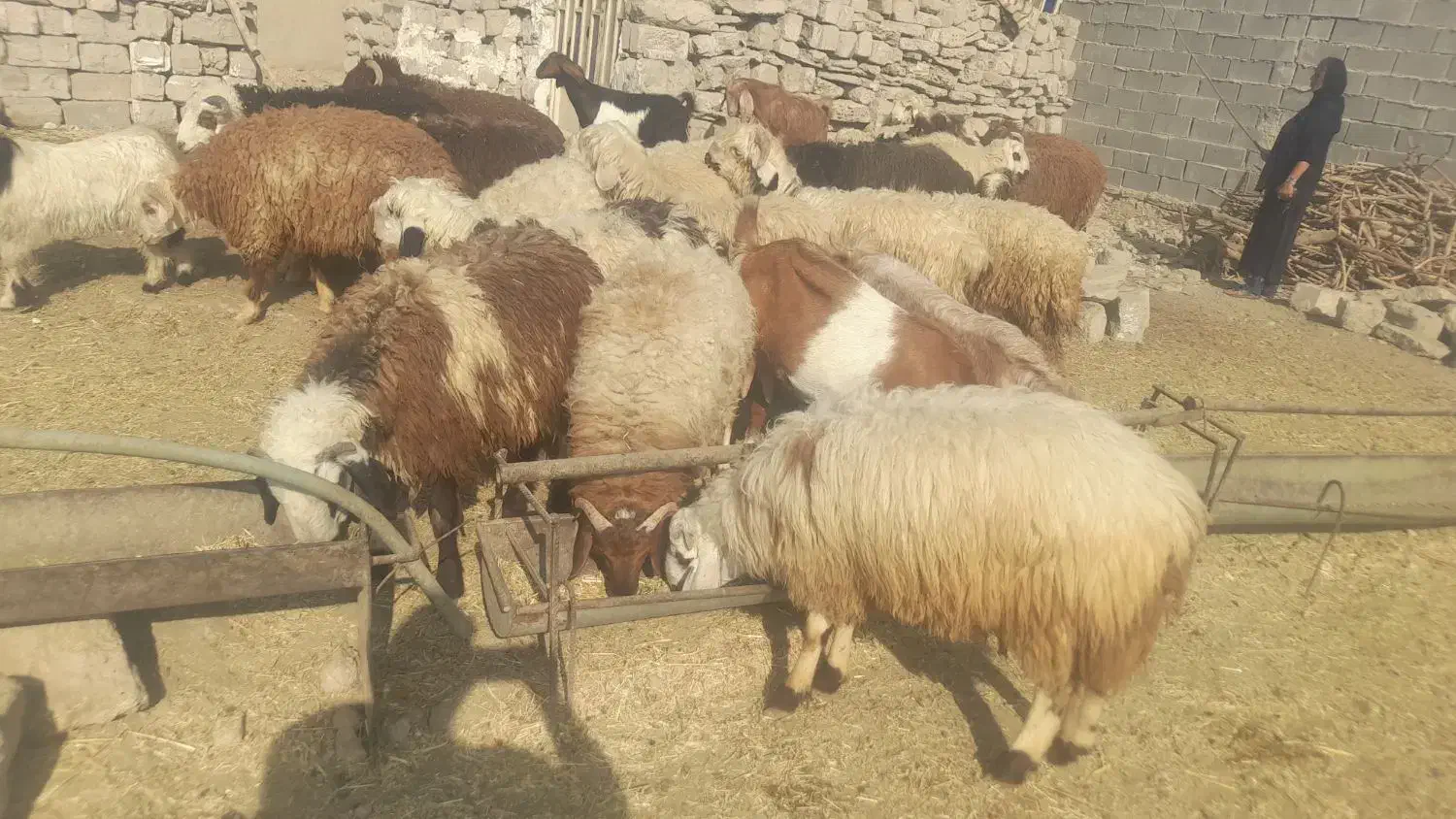 فروش ۱۴ جفت بره|حیوانات مزرعه|رامشیر, |دیوار