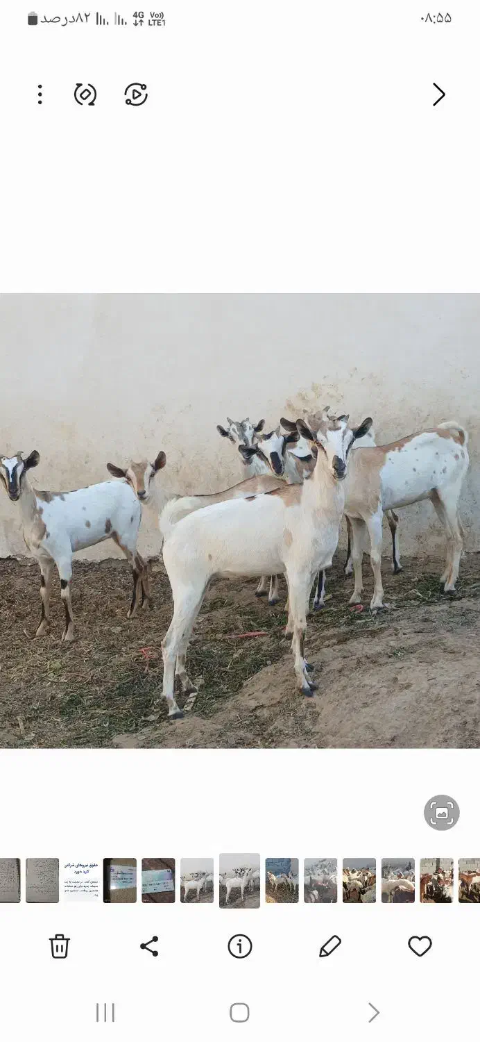 کهره گیسه بز خود بندرعباس با قصابی رایگان|حیوانات مزرعه|بندرعباس, |دیوار